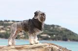 PETIT CHIEN LION 098